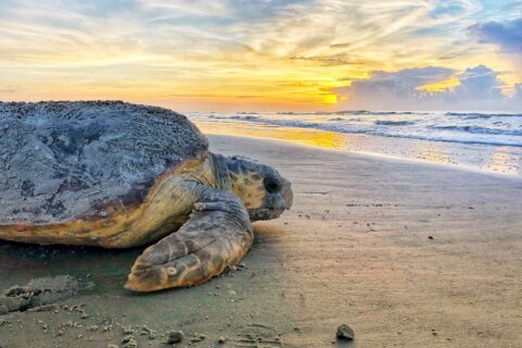 US agency plans deeper study of sea turtles, dredging threat