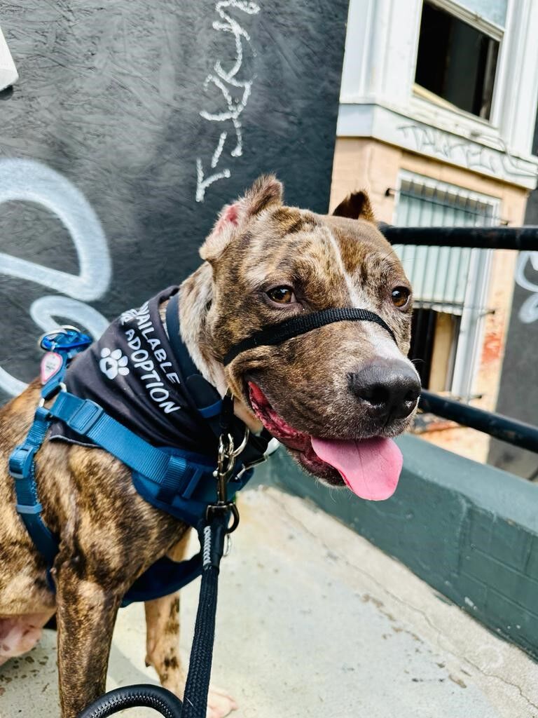 <p>Meet Tintoretto!</p>
<p>If you’re looking for a fun, goofy, happy and beautiful dog who really needs some love and attention, Tintoretto is for you.</p>
<p>When you adopt Tintoretto, you’ll get a cuddle bug. He loves to be in his foster mom’s lap, loves to sleep next to her, loves giving kisses and genuinely adores all human attention. Tintoretto is a great dog for an apartment with someone working at home. He&#8217;s very happy to entertain himself for hours with squeaky toys, chews or bones.</p>
<p>Tintoretto is a smartie pants. He&#8217;s housetrained, already knows &#8220;sit,&#8221; is learning &#8220;wait,&#8221; and is eager to learn more commands. Tintoretto is a road trip and beach buddy. He loves the car and did great during a recent beach trip.</p>
<p>Tintoretto is a new best friend. He&#8217;ll love you unconditionally.</p>
<p>Tintoretto is one fantastic dog who is sure to make you fall madly in love with him. To learn more or set up a meet and greet, visit <a href="https://www.humanerescuealliance.org/adopt" target="_blank" rel="noopener">humanerescuealliance.org/adopt</a>.</p>
