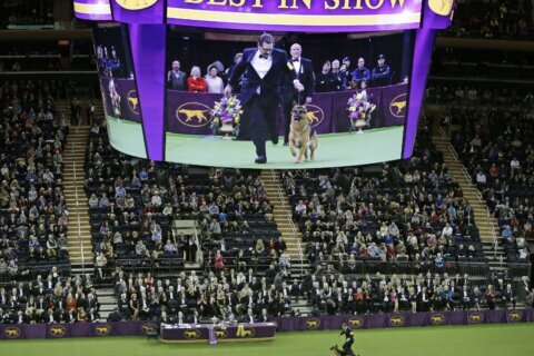 Dog Show 101: What's what at the Westminster Kennel Club