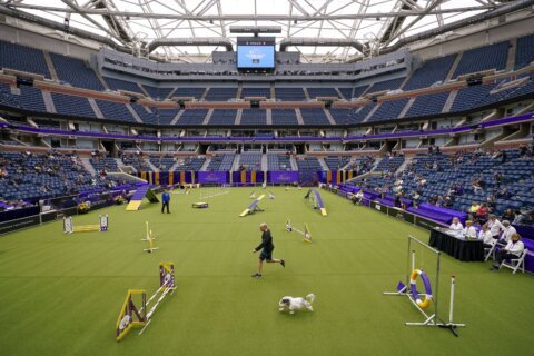 Tennis, or terriers? US Open's home hosts famed dog show