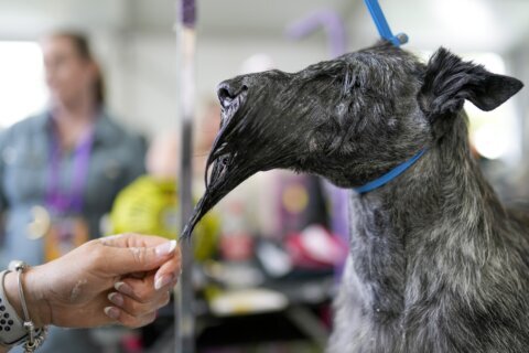 In dog show world, details obvious and subtle rule the day