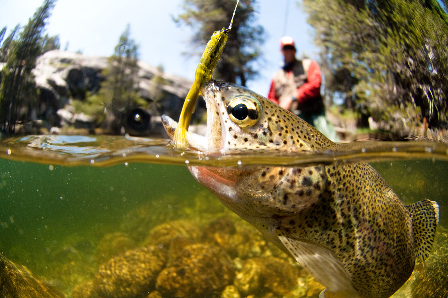 Scup? License-free fishing in Maryland this Saturday is no fluke – WTOP News