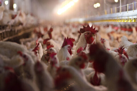 The US is undergoing its worst bird flu outbreak ever. Is a poultry vaccine the answer?