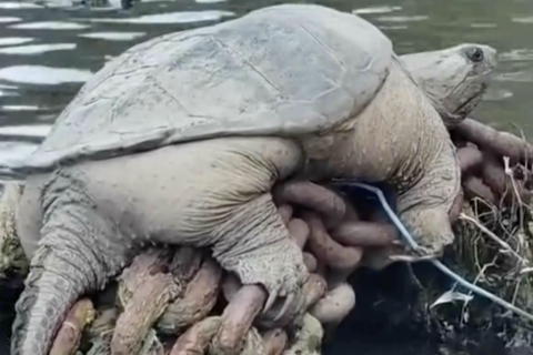 “Chonkosaurus”, la tortuga gigante encontrada en el río Chicago se vuelve viral