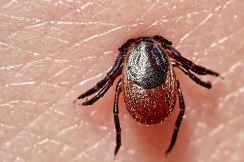 Por qué hay personas que se recuperan de la enfermedad de Lyme y a otros le persisten los síntomas