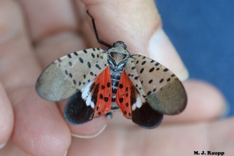 If you see the spotted lanternfly, smash it, expert says