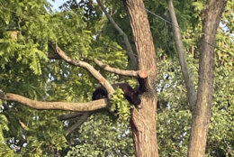 The large black bear was spotted up a tree on Franklin Street near 13th Street in Northeast D.C. 