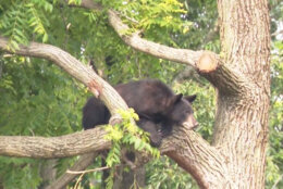 A still photo from 7News livestream showing the black bear in the tree in Northeast D.C. June 9, 2023. (Courtesy 7News)