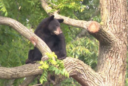 A screenshot from 7News livestream showing the black bear in the tree in Northeast D.C. June 9, 2023. (Courtesy 7News)