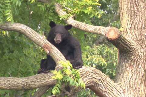 Captured: Large black bear on the loose in Northeast DC after climbing tree has been tranquilized
