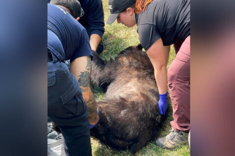 Caught and released: Large black bear on the loose in Northeast DC released ‘into the wild’