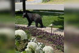 A young black bear has been spotted roaming suburban backyards in part of Arlington County, Virginia, over the past few days, officials said.  (Courtesy Animal Welfare League of Arlington)