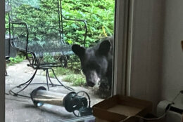 A young black bear has been spotted roaming suburban backyards in part of Arlington County, Virginia, over the past few days, officials said.  (Courtesy Animal Welfare League of Arlington)