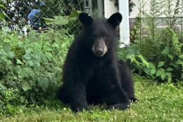 A young black bear has been spotted roaming suburban backyards in part of Arlington County, Virginia, over the past few days, officials said. 
