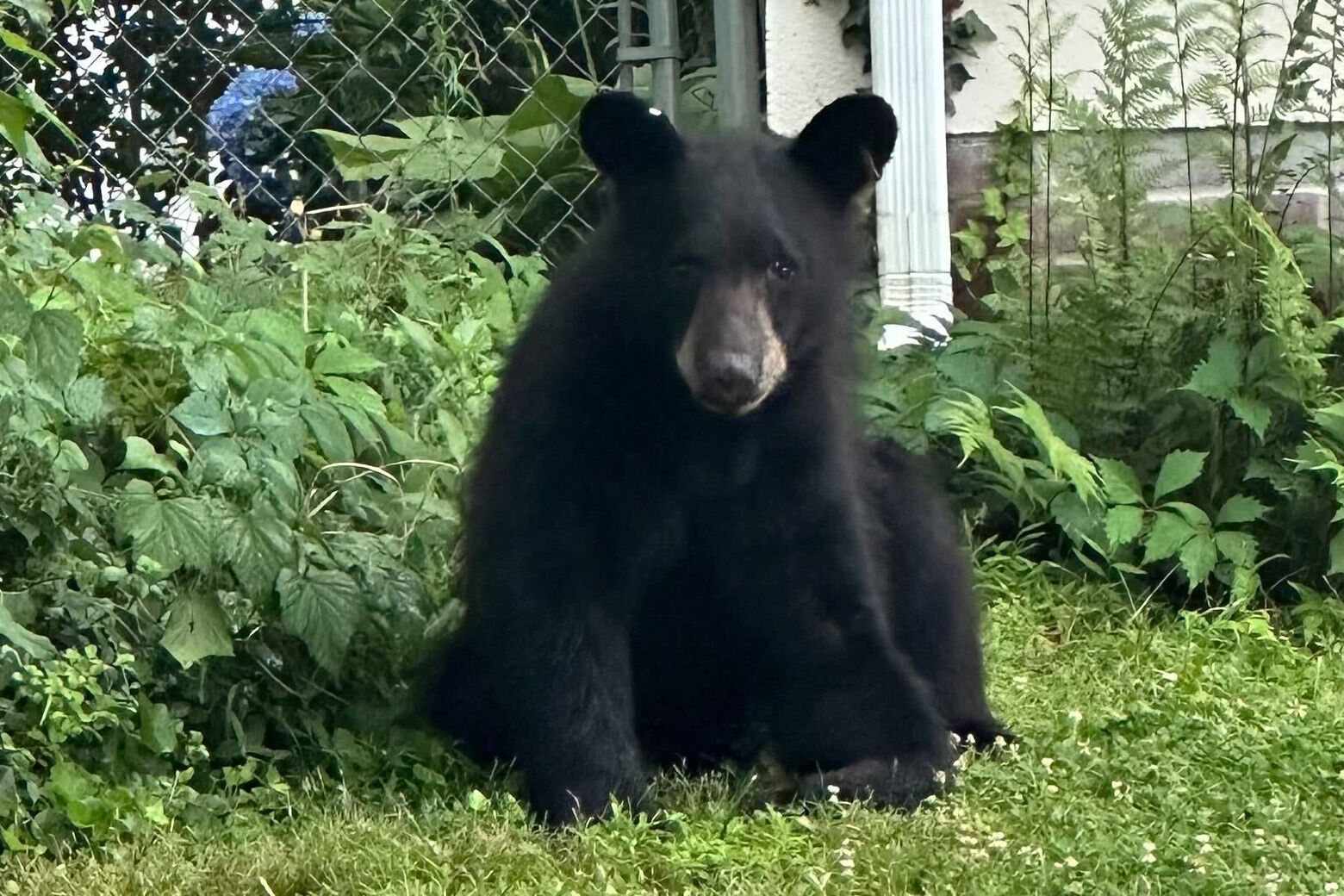 A young black bear has been spotted roaming suburban backyards in part of Arlington County, Virginia, over the past few days, officials said. 