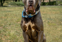 Titan is a 4-year-old male Cane Corso. The shelter calls him a "very gentle, quiet sweet boy" who knows commands and loves people and playing with other dogs. (Courtesy Prince George's County)