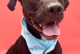 Shelter staff think Alvin (like the chipmunk) is about 3 years old, but they aren't sure as he came in as a stray. He is a male Labrador retriever mix. He is described as happy and friendly and not reactive to dogs. (Courtesy Prince George's County)