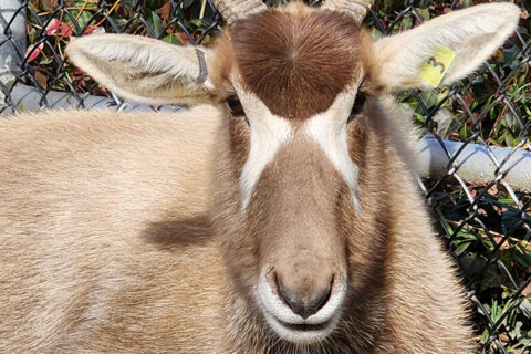 Critically endangered addax dies at Smithsonian’s National Zoo
