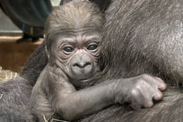 For the first time in five years, a critically endangered western lowland gorilla baby has been born at Smithsonian's National Zoo and Conservation Biology Institute.