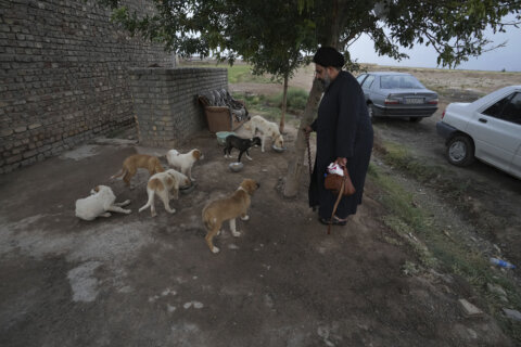 Defying taboos, Shiite cleric in Iran takes in street dogs and nurses them back to health