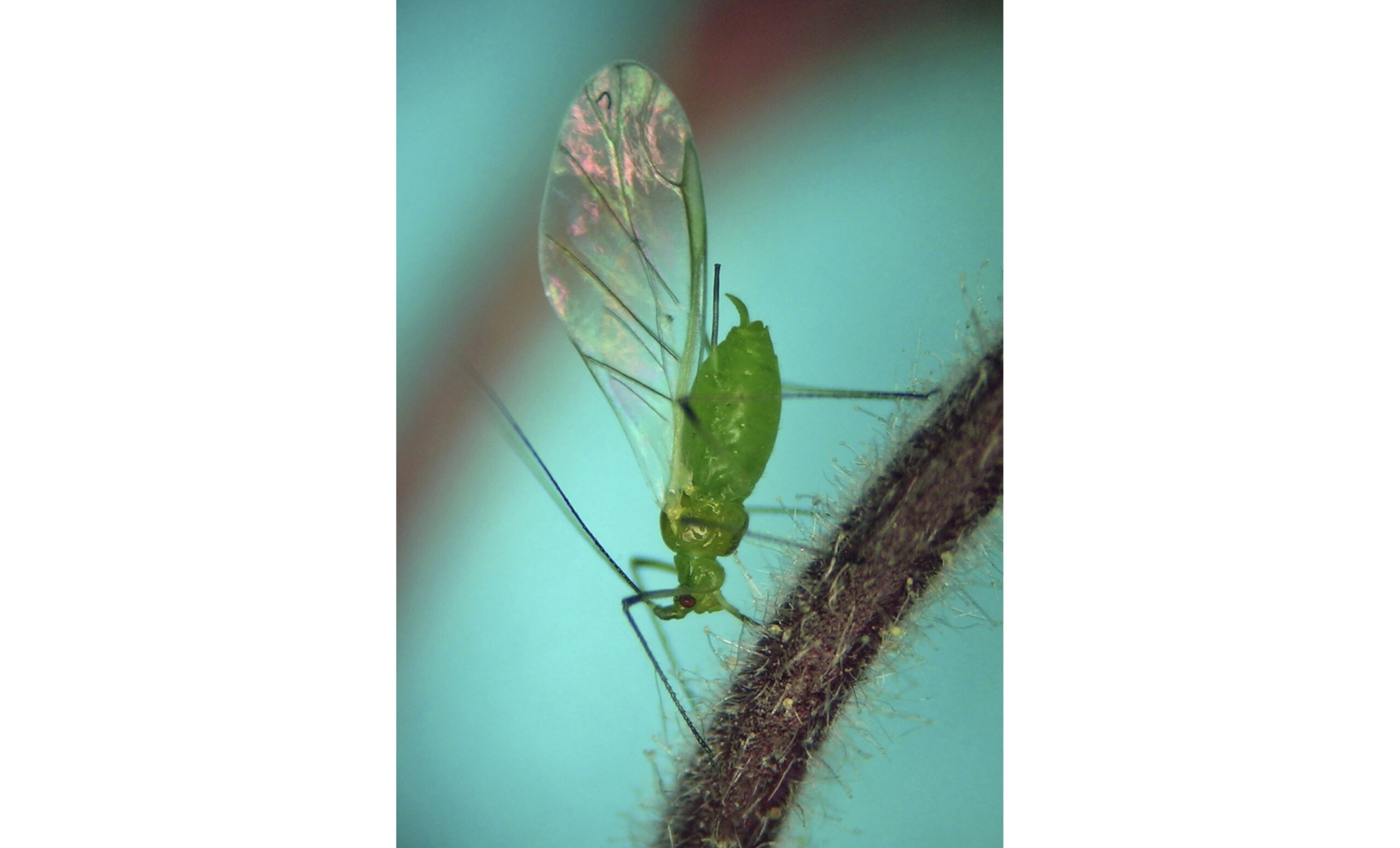 First smoky air, now clouds of bugs. Winged aphids invade New York City ...