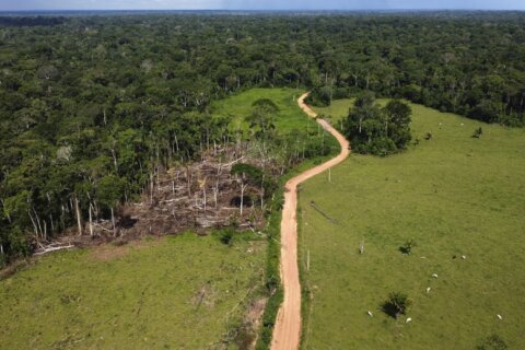 Brazil’s Lula lays out plan to halt Amazon deforestation, make country “global reference” on climate