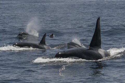 In unusual orca sighting, tour spots at least 20 killer whales off San Francisco