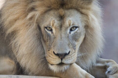 Kamau, ‘charismatic and iconic’ African lion at California’s Sacramento Zoo, dies at 16