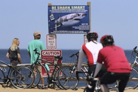 ‘Smartphones’ for sharks: Scientists upgrade sensors to keep track of Cape Cod’s white sharks