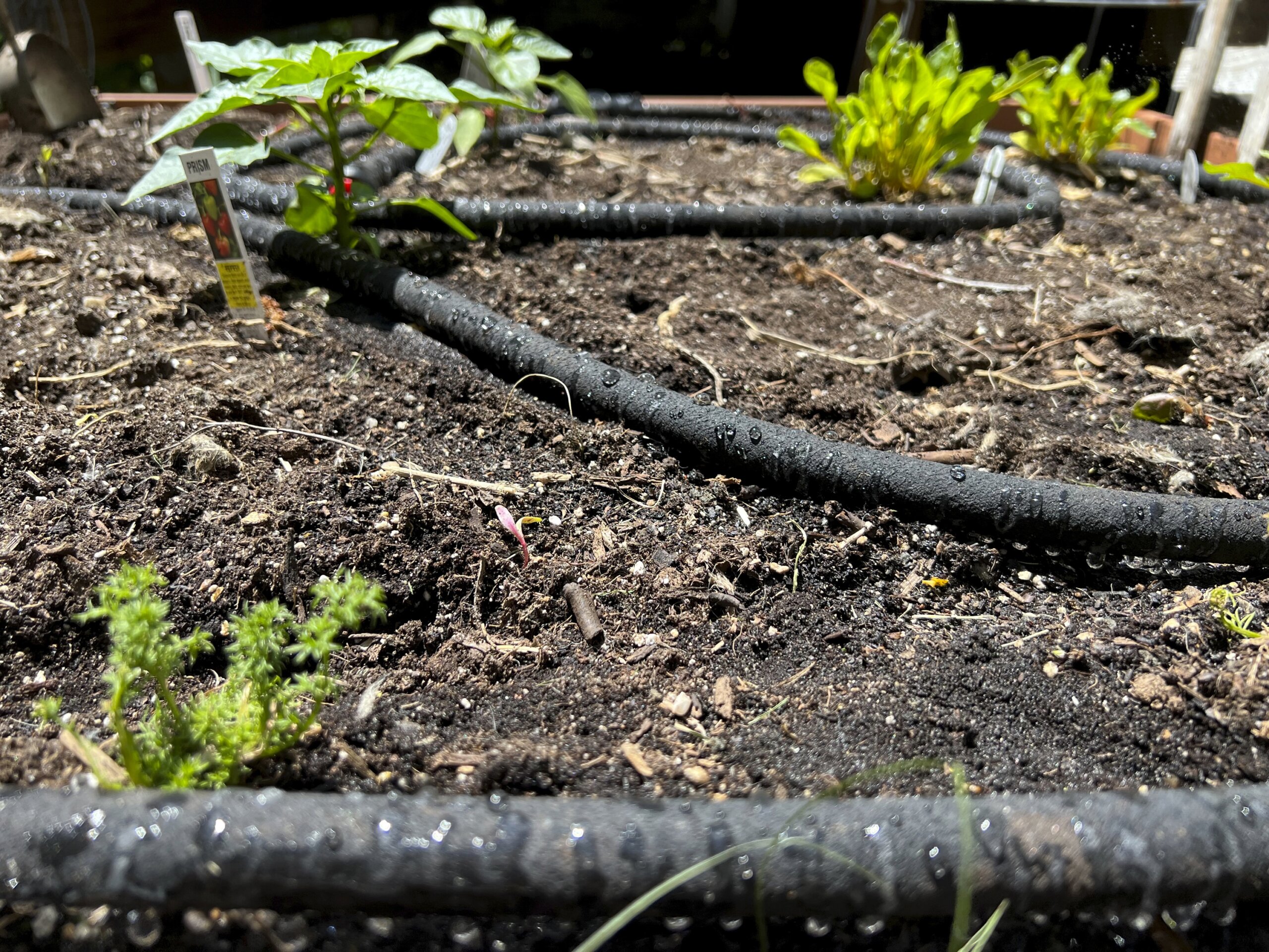 How you water the garden can save you money, gallons and your plants