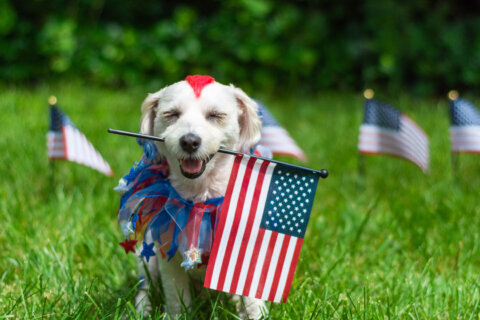 Pets hate fireworks? DC-area veterinarian offers some tips on helping furry friends enjoy July Fourth