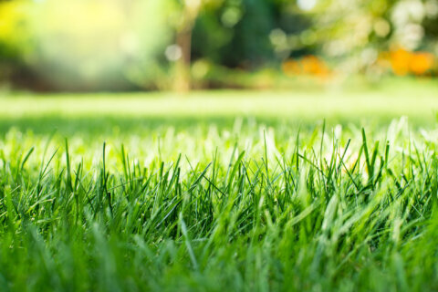 Want a healthy lawn this summer? A two-step tip on how to make your yard green