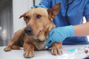Helping a pet that frets over Fourth of July fireworks