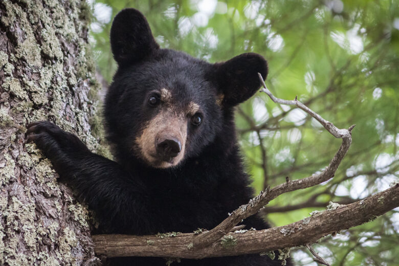 Young bear takes surprise swim with Florida beachgoers - WTOP News