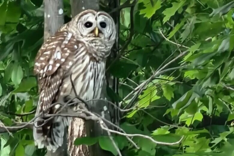 Who gives a hoot: Why series of Fairfax Co. owl sightings are worth ...