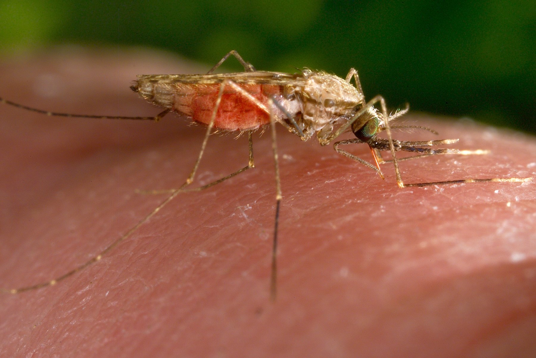 Malaria cases in Texas and Florida are the first US spread since 2003, CDC says – WTOP News