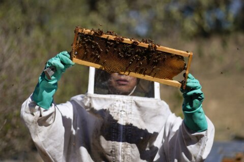 Let it bee: The women on a mission to save Mexico City's bees