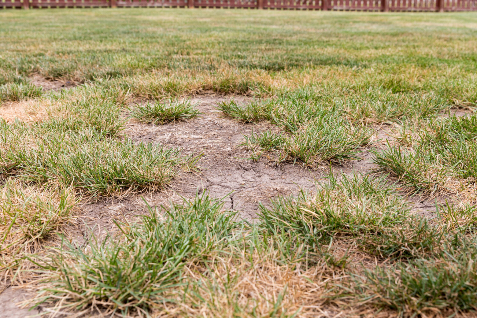 Maryland counties running dry, showing signs of drought WTOP News