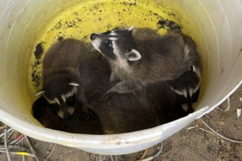 Demolition crew saves abandoned litter of baby raccoons in Utah