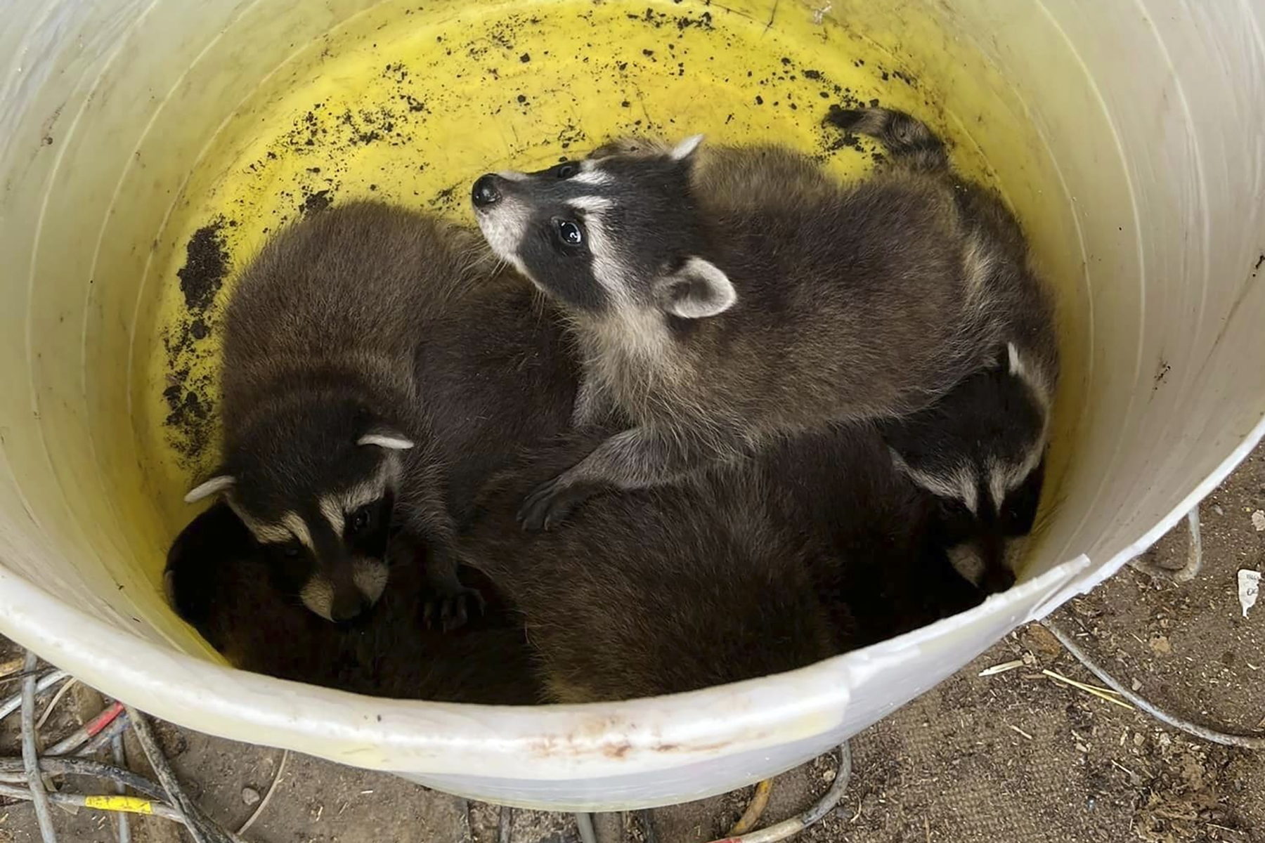 Demolition crew saves abandoned litter of baby raccoons in Utah WTOP News