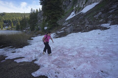 ‘Watermelon snow’ piques curiosities in Utah after abnormally wet winter