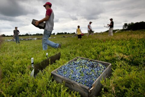 Wild blueberry production takes a dip in the face of drought