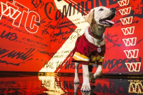 ‘Paw-sitive energy’: Commanders name new team dog for 2023 season