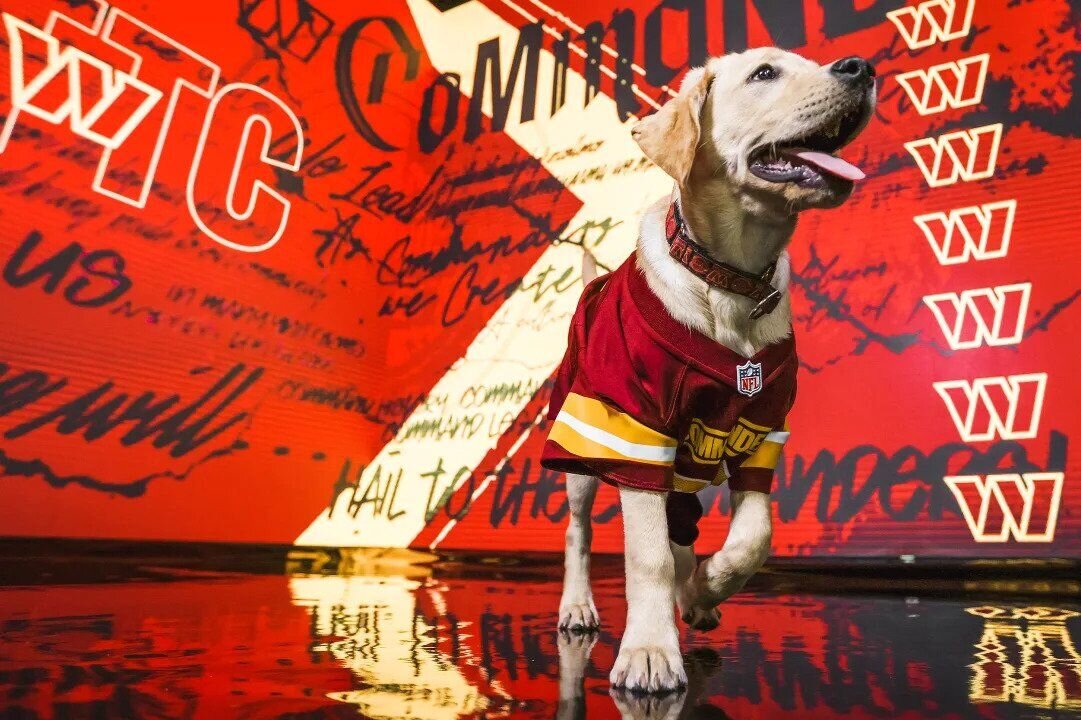 Paw-sitive energy': Commanders name new team dog for 2023 season - WTOP News