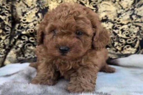 Poodle puppy taken from seller at gunpoint during meeting with buyer in DC