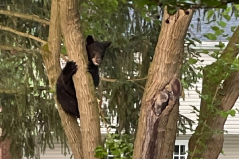 Another black bear spotted — this time, in Rockville
