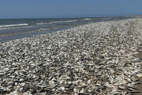 Tens of thousands of dead fish wash up on a Texas beach due to low oxygen levels
