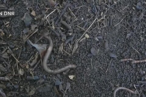 Be on the lookout for invasive, jumping ‘earthworms on steroids’