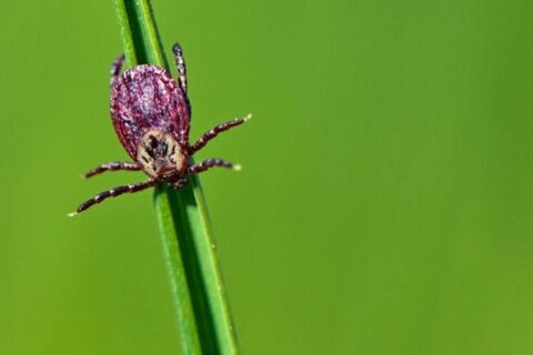 Up to 450,000 in U.S. allergic to red meat after tick bites, CDC estimates