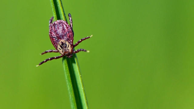 Up To 450000 In Us Allergic To Red Meat After Tick Bites Cdc